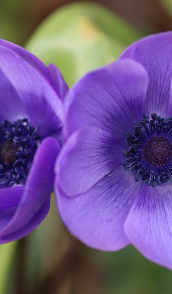 Два фиолетовых цветка анемона
