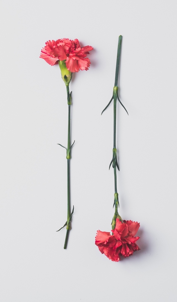 Две красные гвоздики на сером фоне