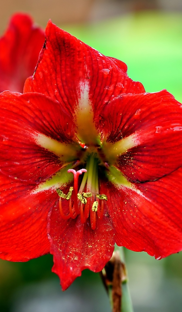 Два красных комнатных цветка амариллиса