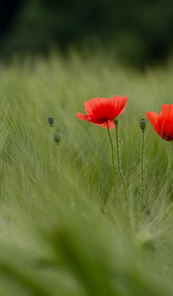 Два красных мака в зеленой пшенице