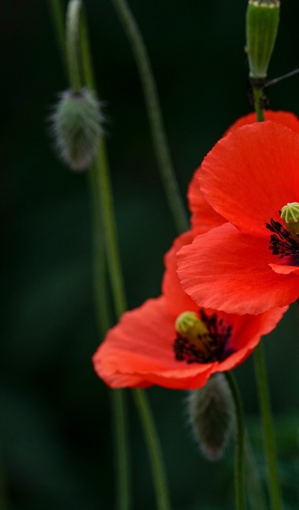 Два красных мака с бутонами в траве