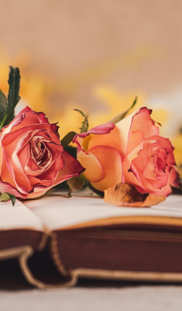 Две розы лежат на открытой книге