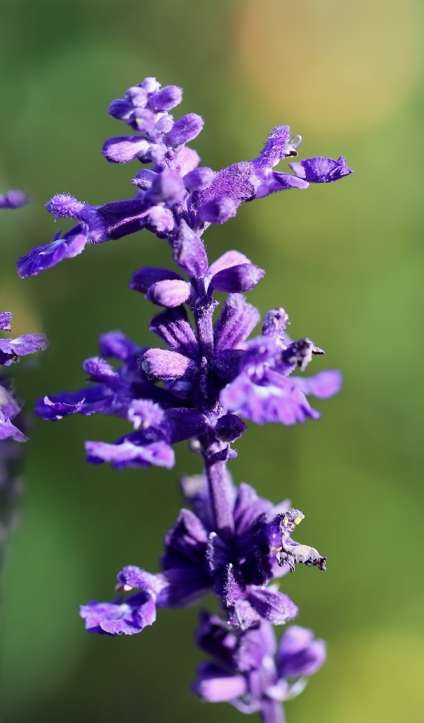 Два цветка шалфея крупным планом