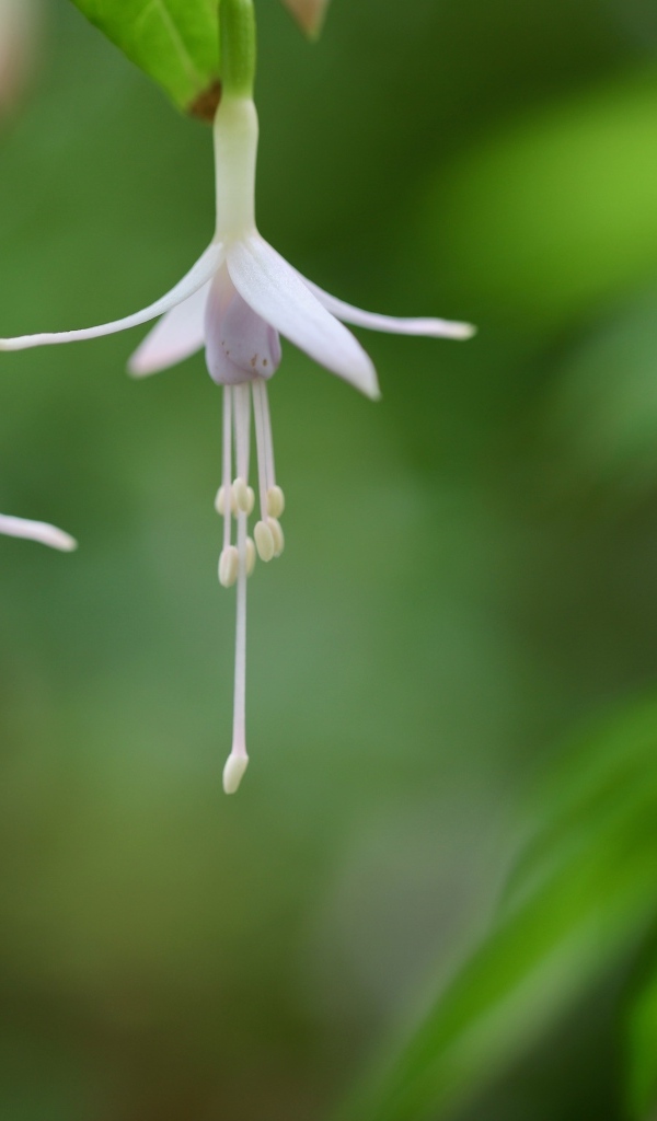 Два маленьких цветка фуксии 