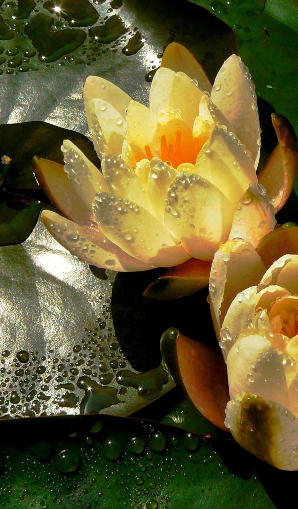 Две мокрых водяных лилии с зеленым листом в пруду