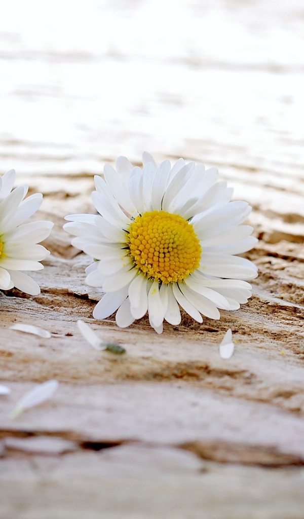 Два белых цветка ромашки на столе