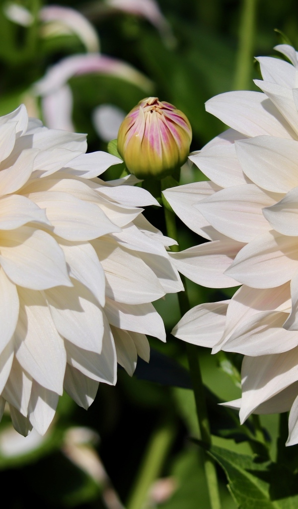 Два белых цветка георгина с бутонами крупным планом