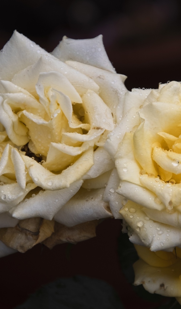 Две белые розы в каплях  росы на черном фоне