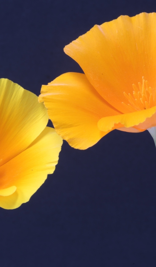 Два желтых цветка эшшольция на синем фоне