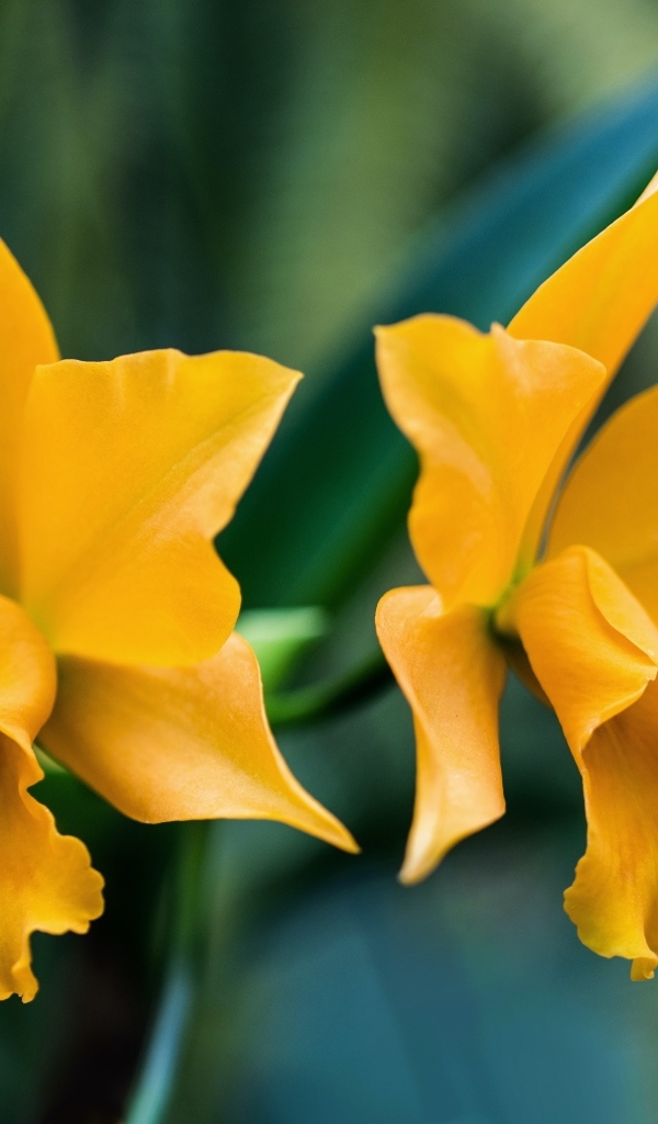 Два желтых нарцисса крупным планом