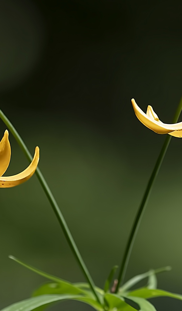 Две желтые лилии на зеленом фоне