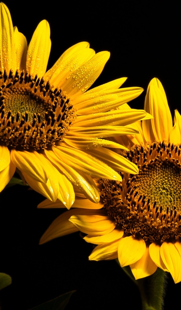 Два желтых подсолнуха на черном фоне