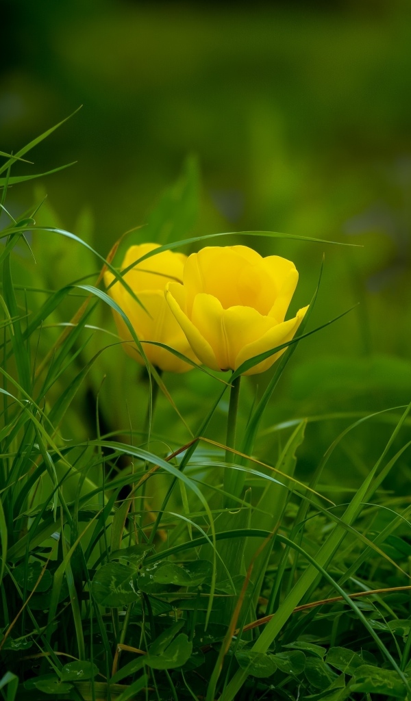 Два желтых тюльпана в зеленой траве