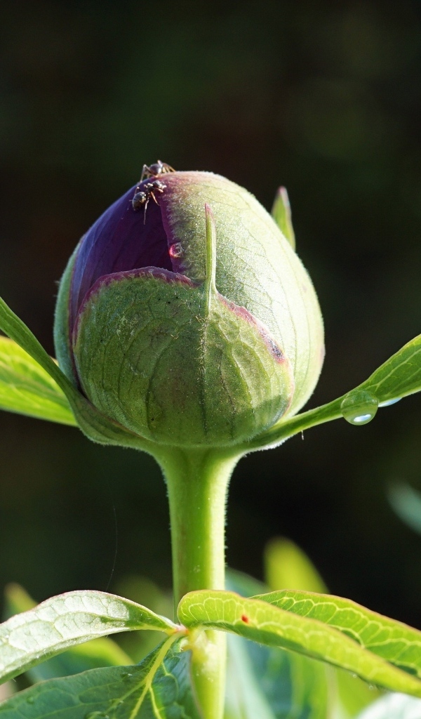 Нераспустившийся бутон пиона крупным планом