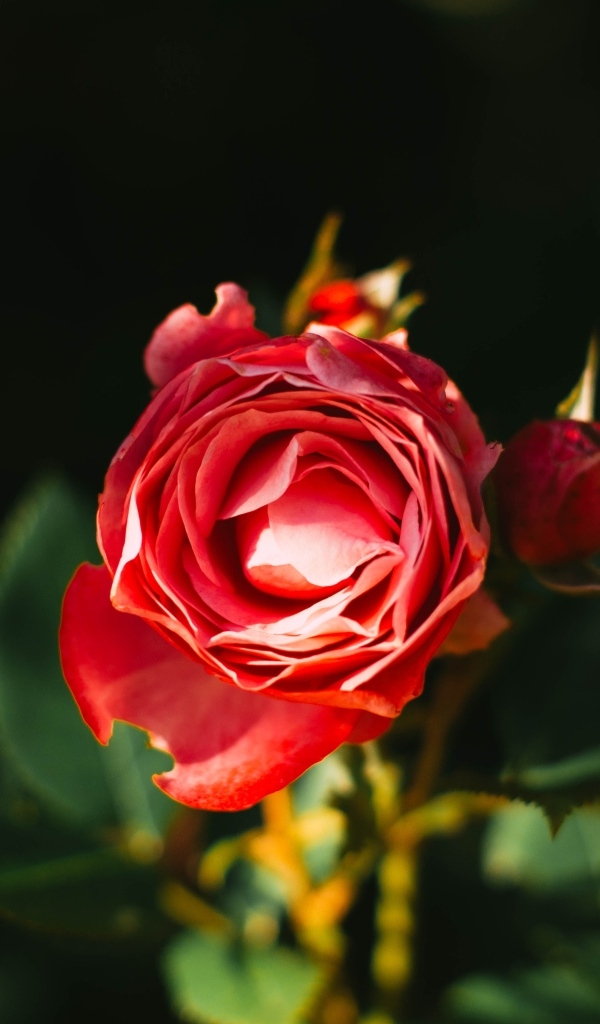 Нераспустившаяся красная роза с бутонами на клумбе