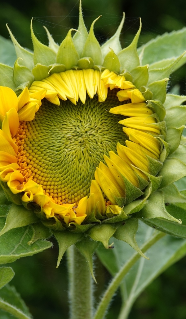 Нераспустившийся цветок подсолнуха крупным планом