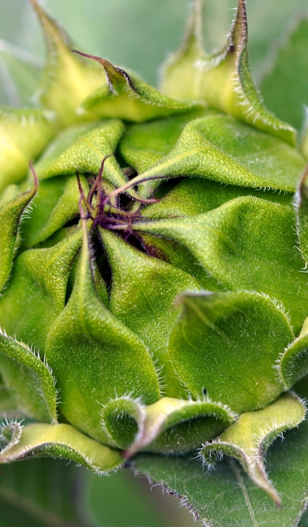 Нераспустившийся цветок подсолнуха крупным планом