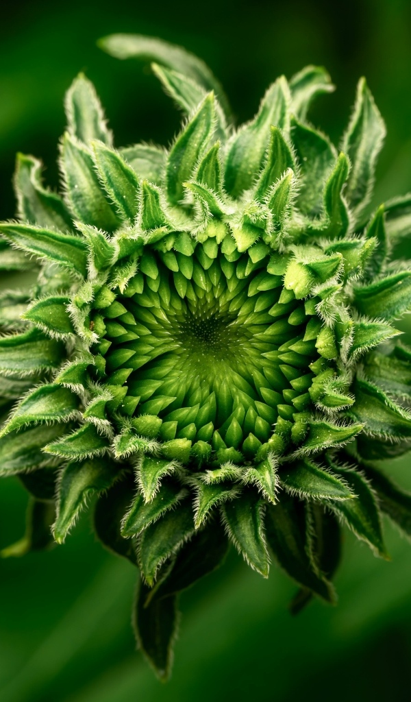 Нераспустившийся зеленый цветок