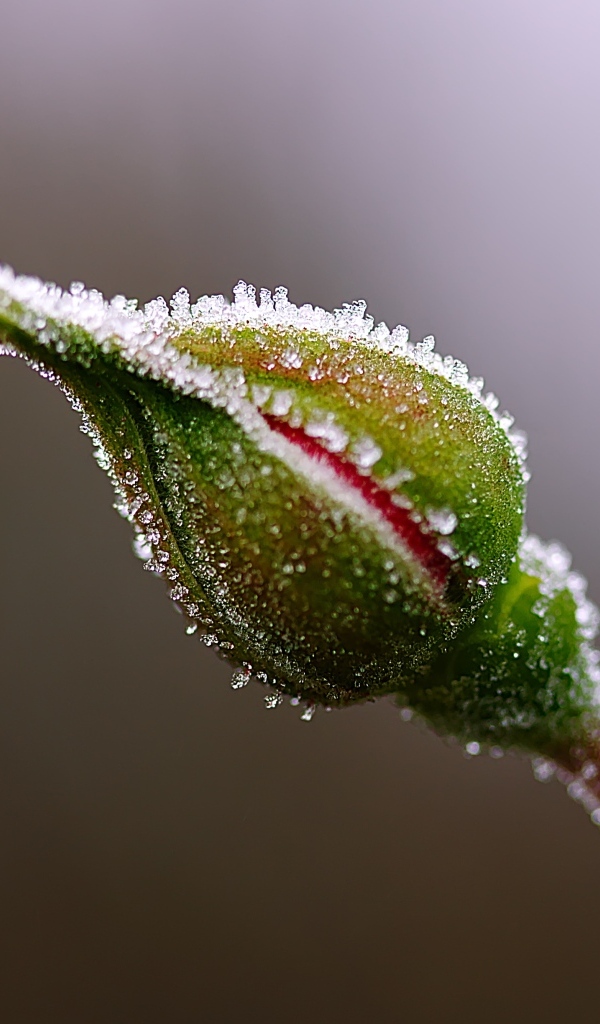 Нераспустившийся бутон розы в инее