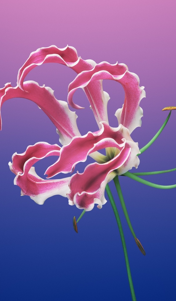 Необычная розовая лилия на синем фоне