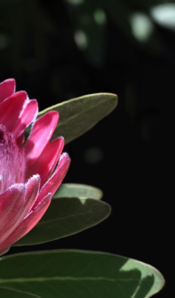 Необычный розовый цветок протея