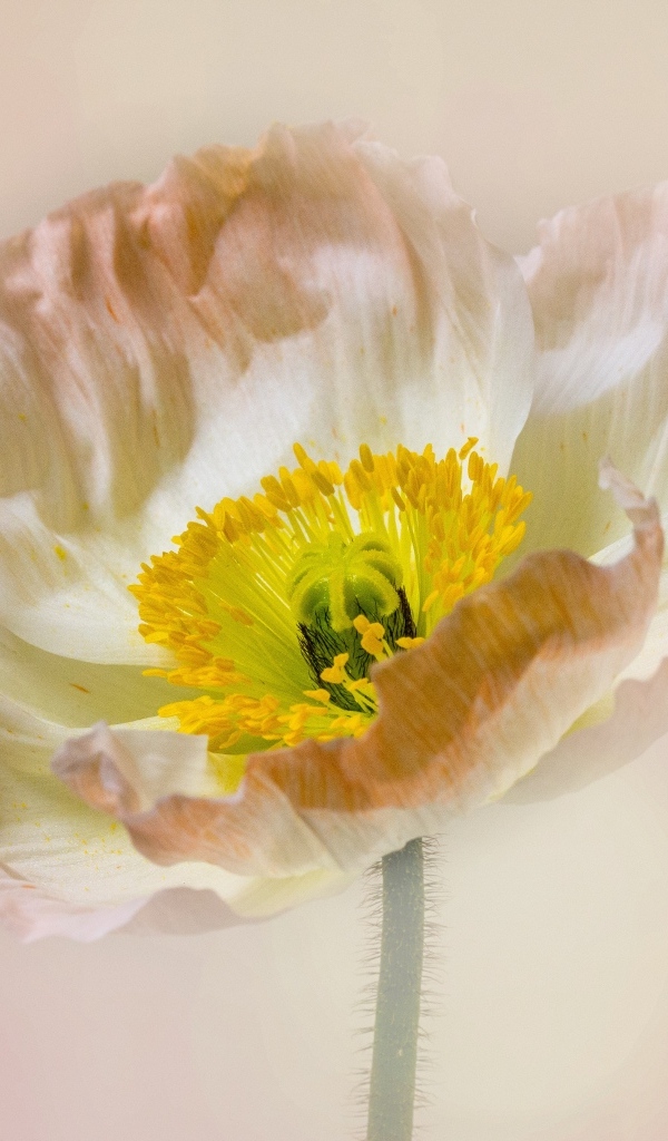 Необыкновенный цветок мака на розовом фоне