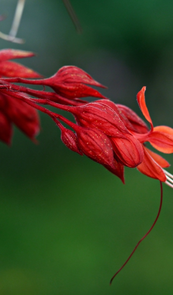 Необычный красный цветок на зеленом фоне