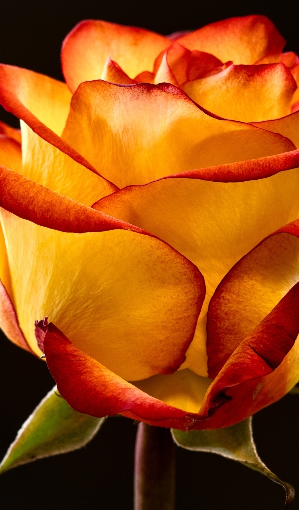 Необычная роза на черном фоне крупным планом