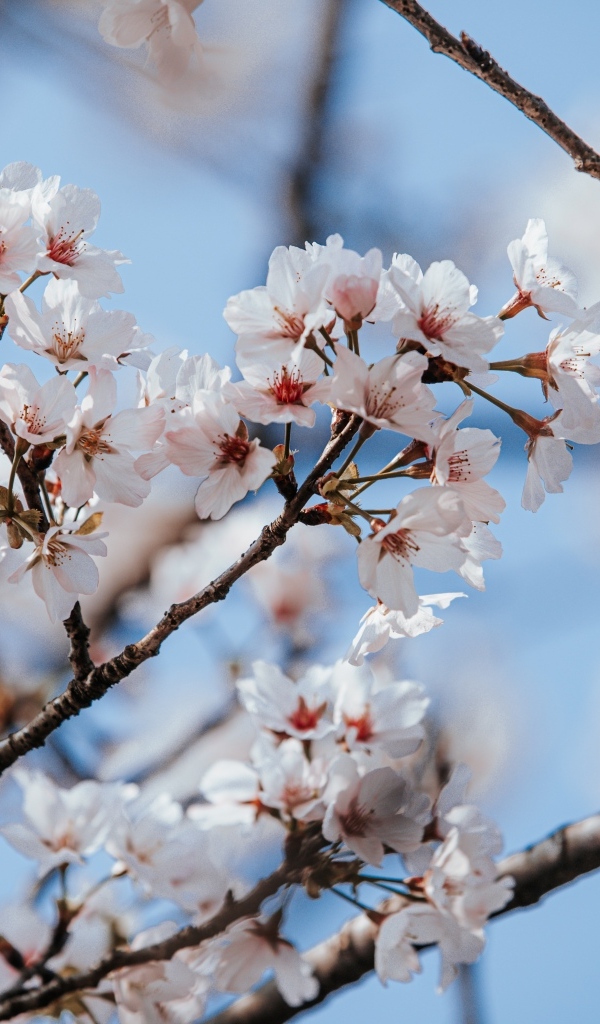 Буйное цветение абрикоса весной