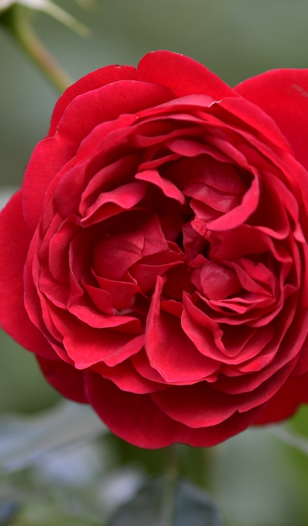 Вид на пышную красную розу