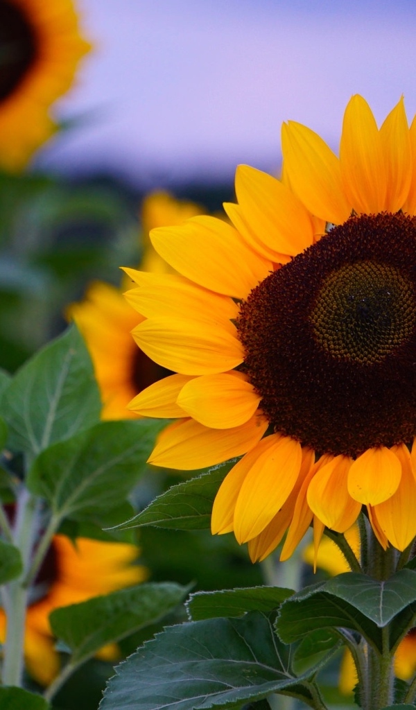 Теплые желтые подсолнухи на поле