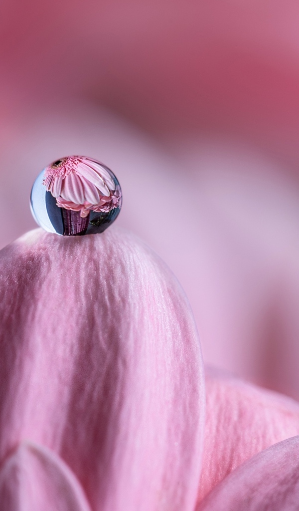 Капля воды на розовом лепестке