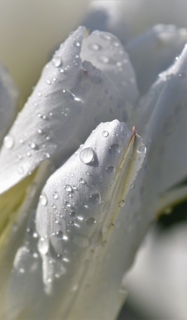 Капли воды на белых лепестках тюльпана