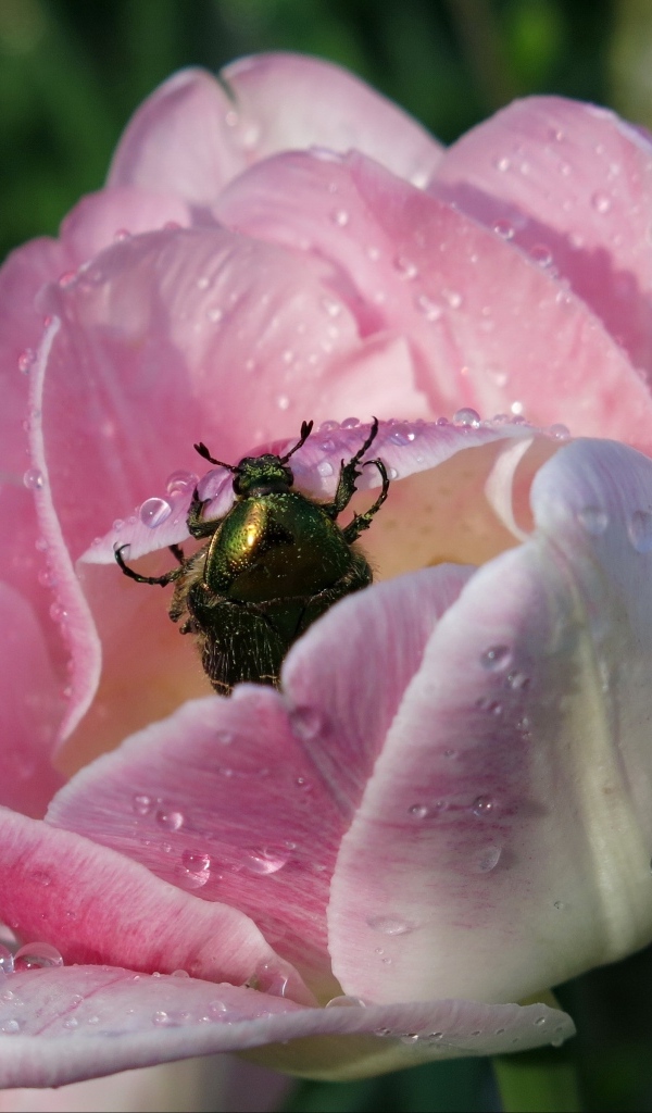 Мокрый розовый тюльпан с жуком крупным планом