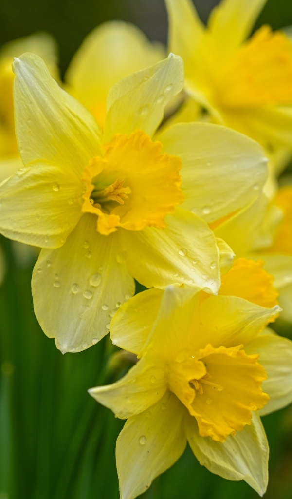 Мокрые желтые нарциссы на клумбе