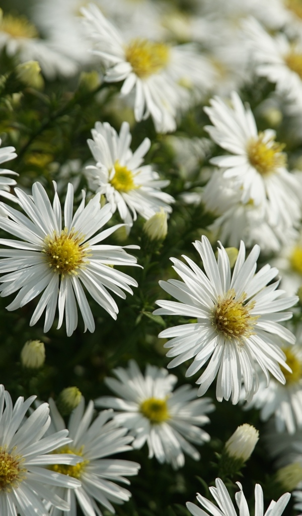 Белые цветы сентябринка крупным планом