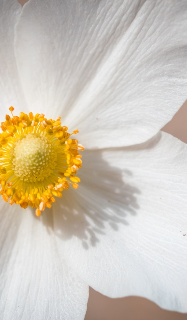 Белый цветок анемоны крупным планом