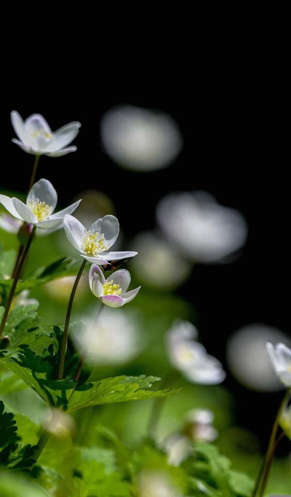 Белые цветы ветреница с зелеными листьями