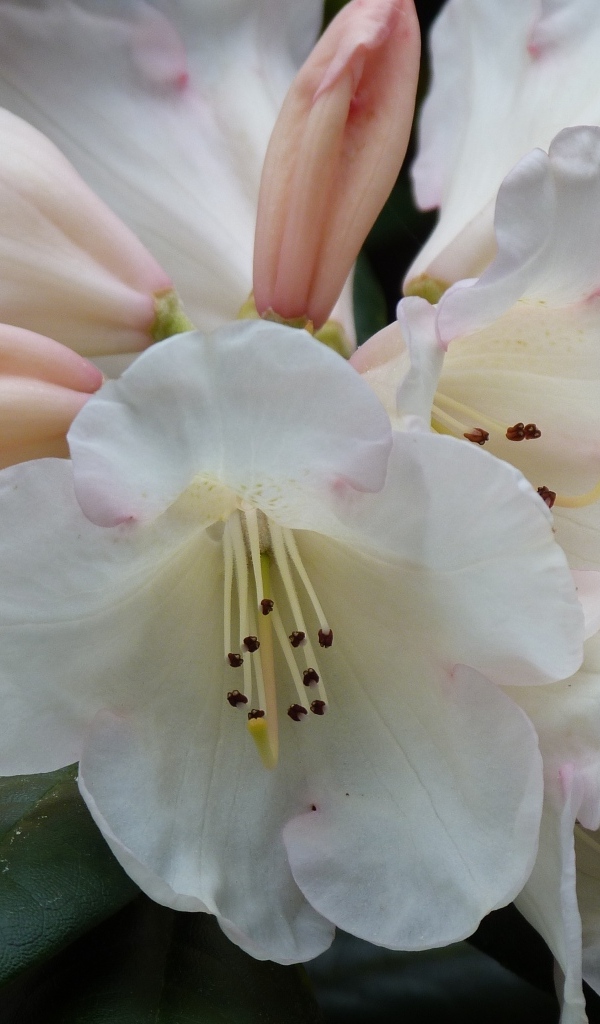 Белые цветы азалии крупным планом