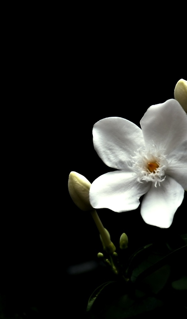 Белый цветок бальзамина с бутонами на черном фоне