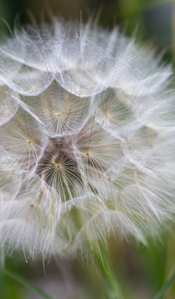 Белый красивый одуванчик крупным планом