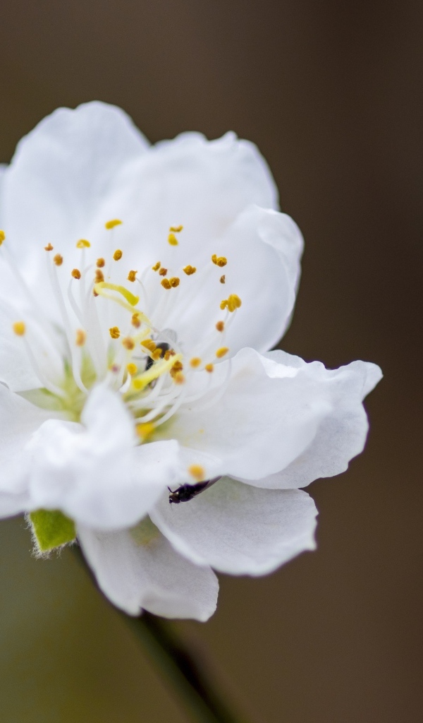 Белый красивый цветок на ветке дерева весной