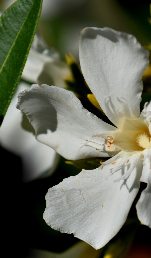 Белые красивые цветы олеандр