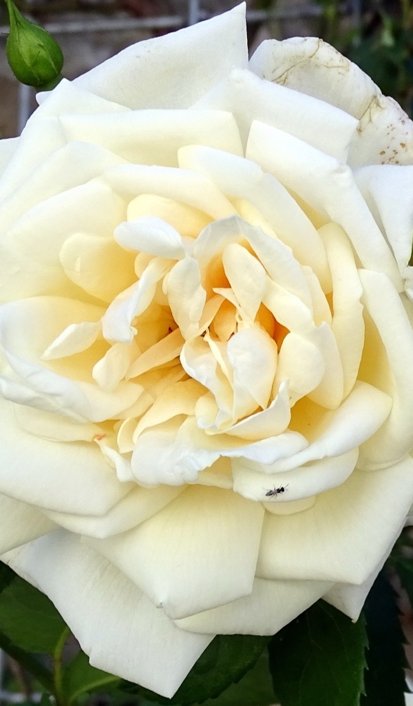 Белый красивый цветок розы с бутонами