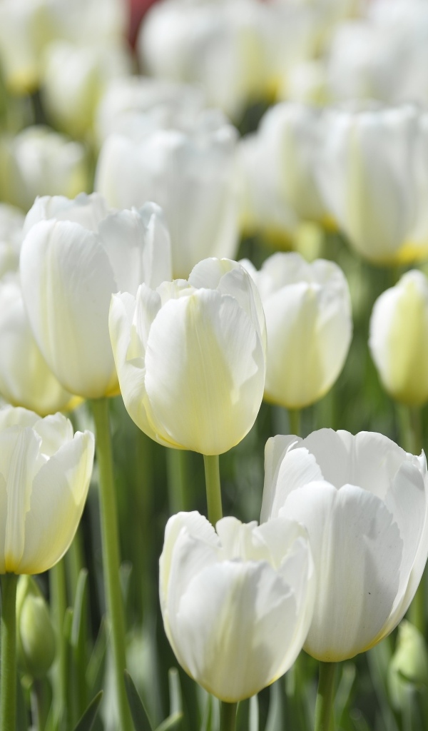 Белые красивые цветы тюльпана на клумбе