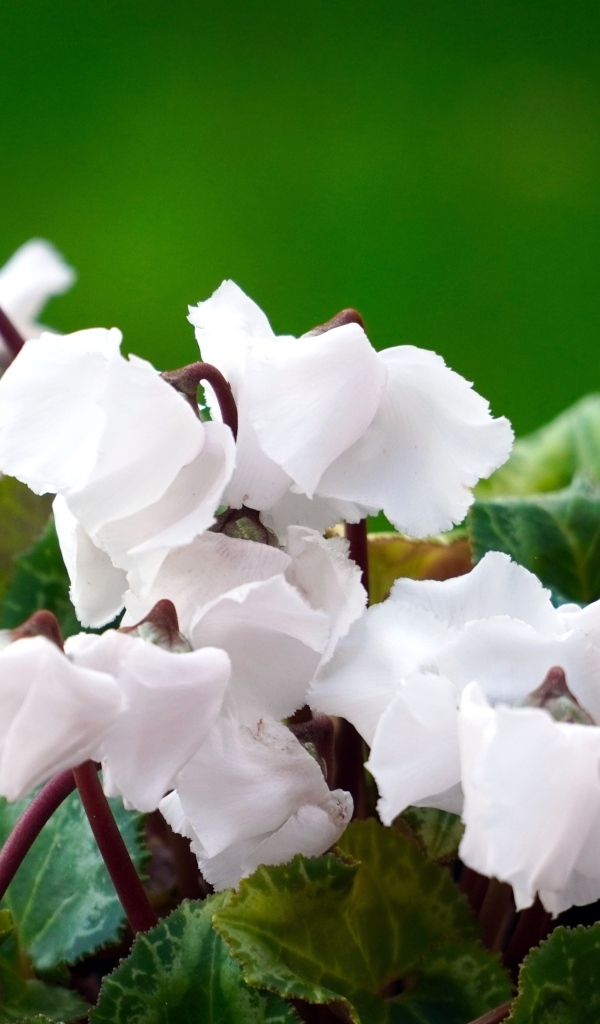 Белый цветущий комнатный цветок цикламен