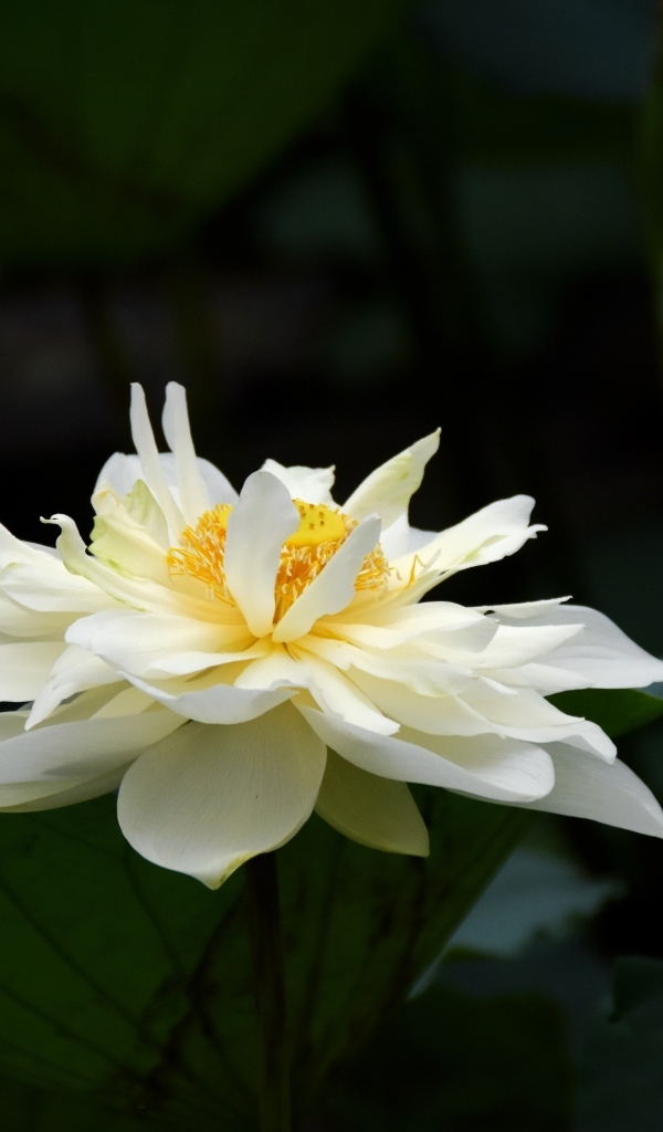 Белый распустившийся цветок лотоса с зелеными листьями