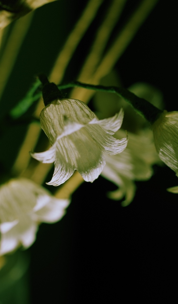 Белые цветы колокольчика крупным планом