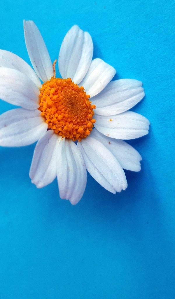 Белый цветок ромашки на голубом фоне