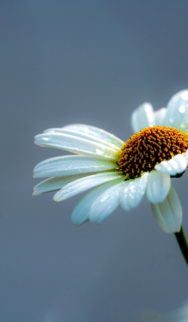 Белый цветок ромашки на сером фоне